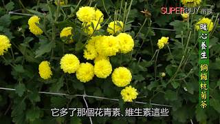 《SB 尋找在地好味道》草莓達人-謝富羽的銅鑼杭菊｜SUPERBUY市集