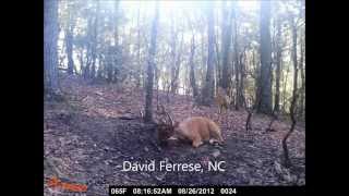 Lucky Buck's Trail Cam Collection (Dec. 2012)