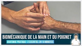 🖐 Anatomie Main \u0026 Poignet - Biomécanique (2/4)