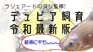 【2020決定版】デュビアの飼育と繁殖【餌用昆虫】