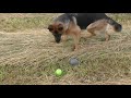 tilly tests the ricochet electronic toys