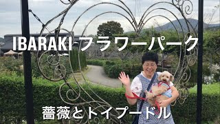 茨城県フラワーパークを駆け抜けるウサギ『トイプードル』#フラワーパーク