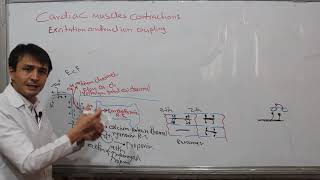 Cardiac Muscles contraction /Heart| part4|فزیولوژی قلب| تقلص عضله قلب