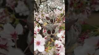 #Shorts 【桜に囲まれながら日向ぼっこするショウガラゴ】Bushbaby Plum's Growth Diary ショウガラゴ プラムの成長日記