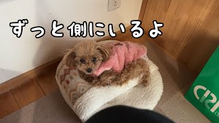 飼い主の側にずっといたいトイプードル