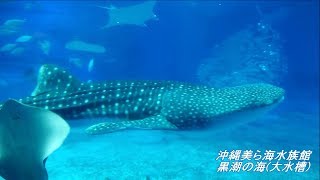 沖縄美ら海水族館／ジンベエザメ・ジャイアントマンタ・ナンヨウマンタ餌やり観覧PM5:00