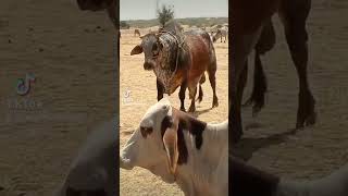 Cholistani cows#funny #trending #cholistanibachre #cholistani