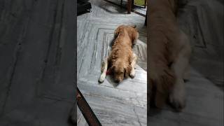 বেলুনকে ভয় পাচ্ছে দেখো বন্ধুরা #shortvideo #goldenritriever #maa #doglover #funnyreels #pets #funny