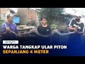 Warga Legok Tangkap Ular Piton Sepanjang 4 Meter