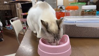 保護猫たちと暮らすジオラマ食堂2階のLive💕