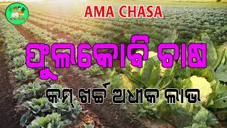 Cauliflower farming | Phula Kobi chasa | Phool gobhikemiti karibe |AMA CHASA Presents