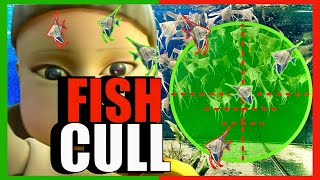 Angelfish culling + (Hygger heater)