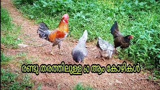 എന്റെ രണ്ട് തരത്തിലുള്ള 60 ആം കോഴികൾ