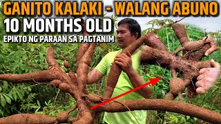 GANITO NAMAN KALAKI ANG LAMAN NG 10 MONTHS OLD NA KAMOTENG KAHOY | D' Green Thumb