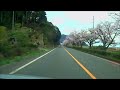 16 4 3 国道９号 鳥取県 岩美町大岩 桜並木 音声なし