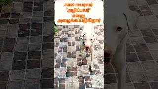 #shots #இந்த கால பைரவர் யார் தெரியுமா? #Who is this kala bhairavar #2024 #rajapalayamdogs #News