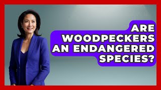 Are Woodpeckers An Endangered Species? - Biology For Everyone