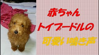 【子犬】可愛い鳴き声で何かを訴えかける赤ちゃんトイプードル【おはぎ】toy poodle