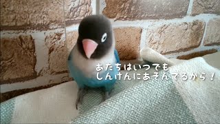 ボタンインコのボタンちゃんが起こす笑える怪現象