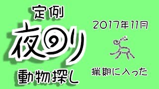 定例夜回り動物探し 2017年11月 猟期入り後の状況