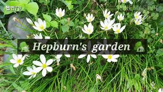 🌳 Hepburn's garden 🌳 ♡제피란서스 Zephyranthes♡      ⛵ 즐거움, 지나간 행복 ⛵