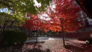 Discover Geneseo