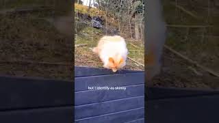 I might be fat! look also skinny! cute pets AR#shorts