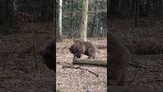 Big Brown Bear🐻 #wildnisparkzürich🇨🇭 #langenberg #langnau #bear