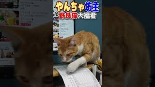 【捨猫保護猫】やんちゃ坊主元野良猫大福君 ＃shorts