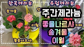 (제라늄#42)_🌷한국제라늄 3종 소개하기, 이월, 송겨울, 좋을나르샤, 주간제라늄 제라늄(Geranium), 펠라고늄(Pelargonium) 🌱 유럽제라늄