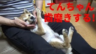 【柴犬子犬】てんちゃん、初めての歯磨き！　太郎の犬モノガタリ＃３１