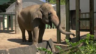 【アジアゾウ】リンゴの美味さを耳で表現するズゼ　王子動物園