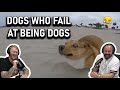 Dogs Who Fail At Being Dogs REACTION!! | OFFICE BLOKES REACT!!