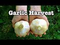 Garlic Harvesting Hardneck and Hanging