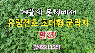 #유럽전호 초대형 군락지 발견!(20221125) 아직 나물철은 끝나지 않았습니다~^^😊