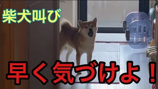 【柴犬飼い主54歳】自分の名前を呼んでもらえず叫び続ける犬！