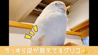 マメルリハのグリコ　うっすら足が見えてるグリコがかわいい😍💕 Cute parrotlet