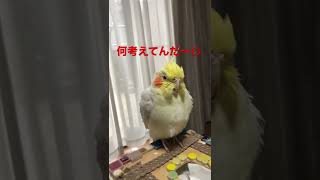 怒りのオカメインコ#shorts