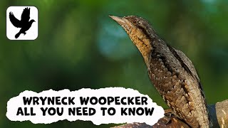 Wryneck Woodpecker Species Guide Appearance, Diet, Habitat, Behavior, Stats, And Conservation Status