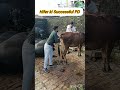 successful PD #cow #animals#farming #viralvideos #shorts #funny