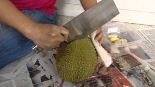 How to cut open a durian easy correct quick fast best simple