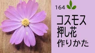 【押し花の作り方】ーコスモス（秋桜）の押し花の作り方　秋の人気のお花コスモスを押し花にして楽しもう！