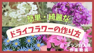 【ドライフラワー】簡単＆綺麗なドライフラワーの作り方/レジン封入用『作業動画』/Making beautiful dried flowers #ドライフラワーの作り方 #ドライフラワー作り#diy