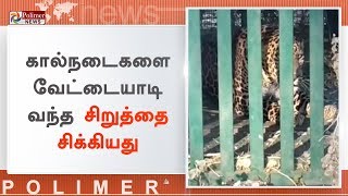 ஒரு மாதகாலமாக கால்நடைகளை வேட்டையாடி வந்த சிறுத்தை சிக்கியது | #Leopard | #Coimbatore