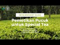 Internship Vlog : Pemetikan Pucuk untuk Special Tea oleh Almira Indah Guritno (UGM)