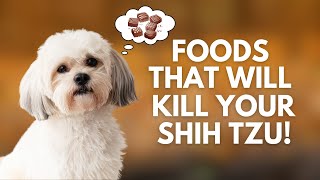 10 Foods Your Shih Tzu Must Never Eat