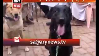 Sar-e-Aam team spies on detective dogs to uncover their reality