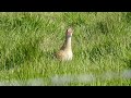 corncrake calling on south uist