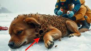 Rescue team helps dog that is covered in millions of barnacles and ticks on its body #barnacles 😱😱