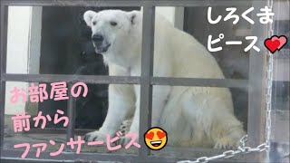 【しろくまピース】お部屋の前からファンサービスするピースちゃん♪　2022/5/2　とべ動物園